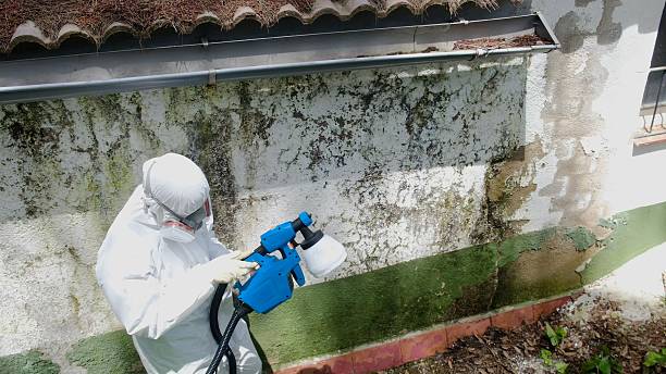 Mold Removal service in Wayne